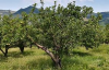 Giovedì 20 marzo. Ore 20.15, Savoia Regency, via del Pilastro 2. Anna Maria Toni e Claudio Buscaroli: “L’Appennino bolognese e il rilancio della Mela Rosa Romana”